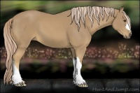 Horse Color:Palomino