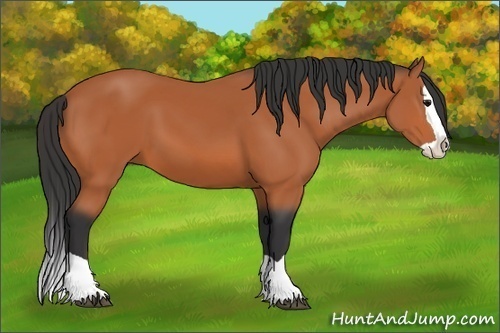 Horse Color:Bay Splash