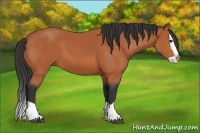 Horse Color:Bay Splash 