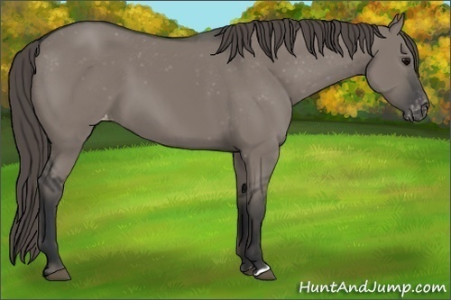 Horse Color:Grullo Varnish