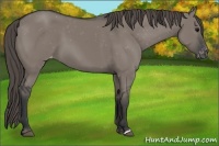 Horse Color:Grullo Appaloosa 