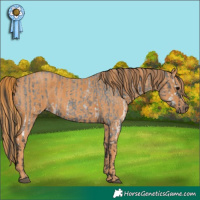 Horse Color:White Spotted Blue Roan Rabicano  Brindle