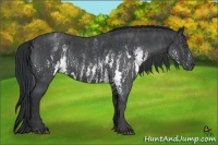 Horse Color:White Spotted Blue Roan Rabicano  Brindle