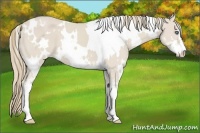 Horse Color:White Spotted Smoky Creme Sabino 