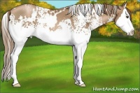 Horse Color:White Spotted Liver Chestnut Pearl Splash 