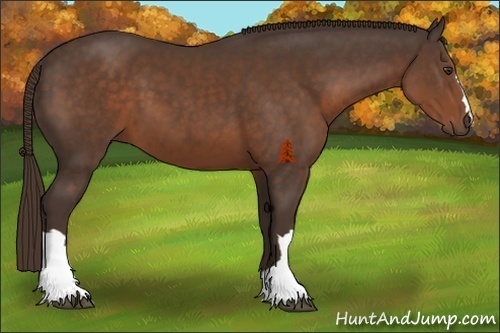 Horse Color:Liver Chestnut 