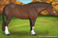 Horse Color:Liver Chestnut 