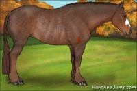 Horse Color:Liver Chestnut Rabicano 