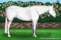 Horse Color:Buckskin Pearl Frame Appaloosa 