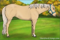 Horse Color:Palomino 