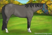 Horse Color:Grullo