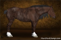 Horse Color:Bay Ice Rabicano 