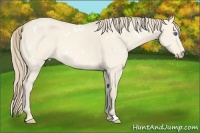 Horse Color:White Spotted Perlino Dun Sabino 