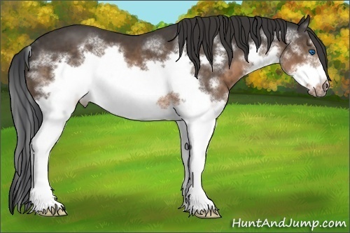 Horse Color:White Spotted Brown Splash Frame 