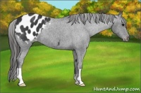 Horse Color:Black Appaloosa