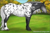 Horse Color:Silver Brown Chinchilla Appaloosa 