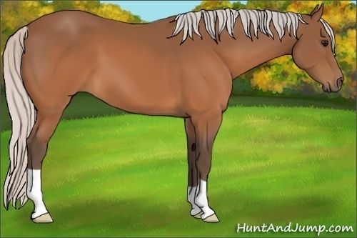Horse Color:Silver Brown 
