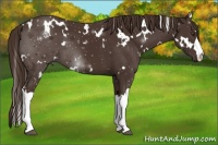 Horse Color:White Spotted Liver Chestnut 