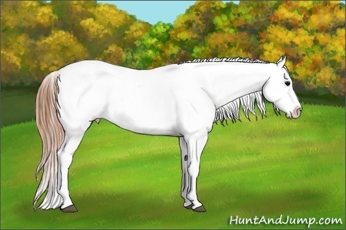 Horse Color:Grullo Appaloosa 