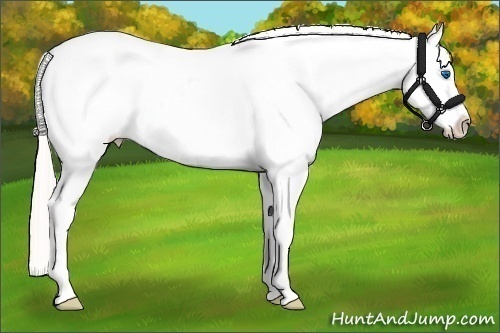 Horse Color:White Spotted Silver Smoky Grullo Pearl Frame Appaloosa 