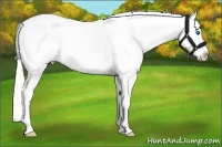 Horse Color:White Spotted Silver Smoky Grullo Pearl Frame Appaloosa 