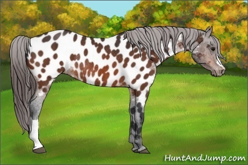 Horse Color:Bay Appaloosa Rabicano 