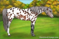 Horse Color:Bay Appaloosa Rabicano 