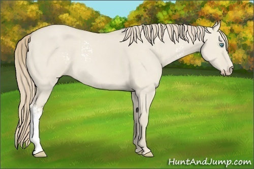 Horse Color:White Spotted Smoky Creme Dun 