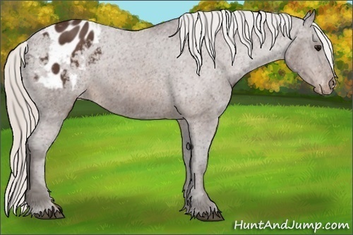 Horse Color:Silver Brown Appaloosa 