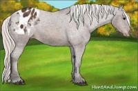 Horse Color:Silver Brown Appaloosa 