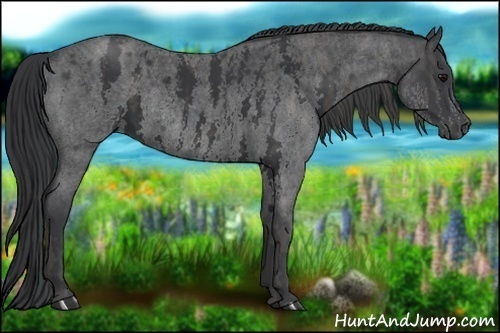 Horse Color:White Spotted Blue Roan Rabicano  Brindle