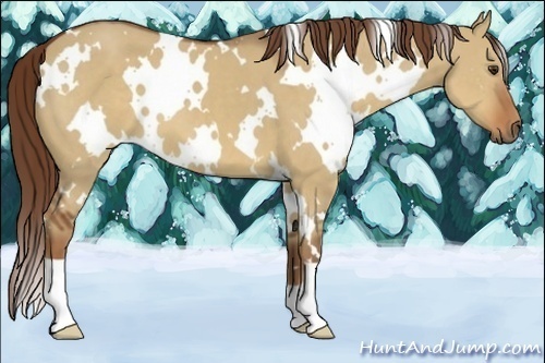 Horse Color:White Spotted Red Dun 