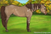 Horse Color:White Spotted Liver Red Dun 