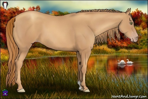 Horse Color:Gold Champagne 