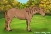 Horse Color:Chestnut Frame