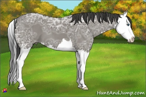 Horse Color:Smoky Grullo Ice Roan Splash