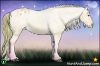 Horse Color:Watercolor Buckskin Dun Appaloosa 