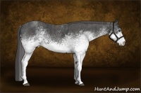 Horse Color:White Spotted Blue Roan Rabicano  Brindle