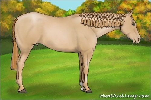 Horse Color:Chestnut Pearl 