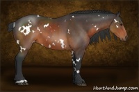 Horse Color:White Spotted Brown 