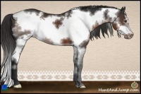 Horse Color:White Spotted Liver Chestnut Frame