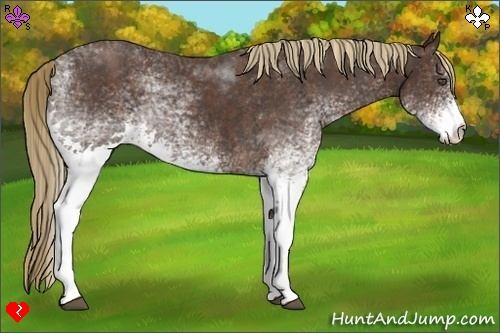 Horse Color:White Spotted Liver Red Roan Rabicano  Brindle