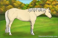Horse Color:Palomino
