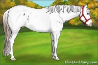 Horse Color:White Spotted Brown Tobiano Appaloosa Rabicano