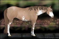 Horse Color:Black Pearl Sabino