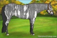 Horse Color:White Spotted Blue Roan Rabicano  Brindle