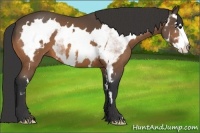 Horse Color:White Spotted Buckskin Splash Frame 