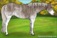 Horse Color:White Spotted Silver Blue Roan Rabicano  Brindle