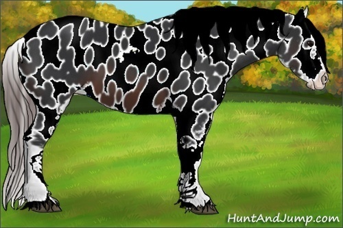 Horse Color:Brown Appaloosa
