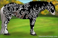 Horse Color:Brown Appaloosa